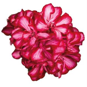 Afbeelding van Geranium Hang P12 Double Medio Lollipop Mariska